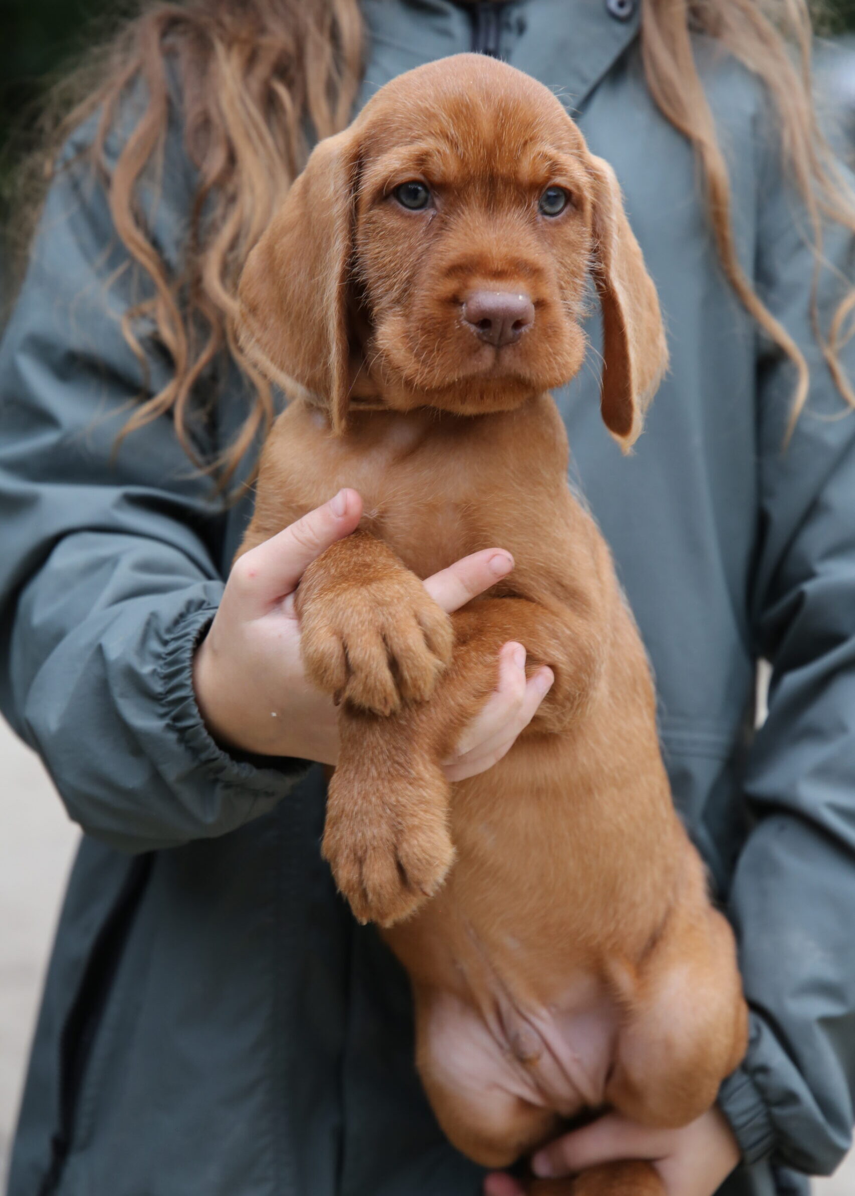 Vizsla Puppies For Sale