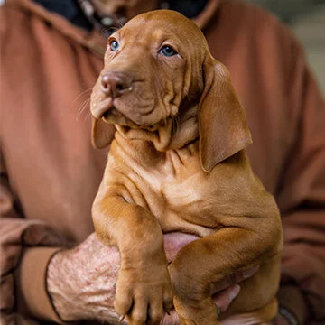 Vizsla Puppies For Sale Near Me