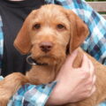 Stephen Leonard profile picture