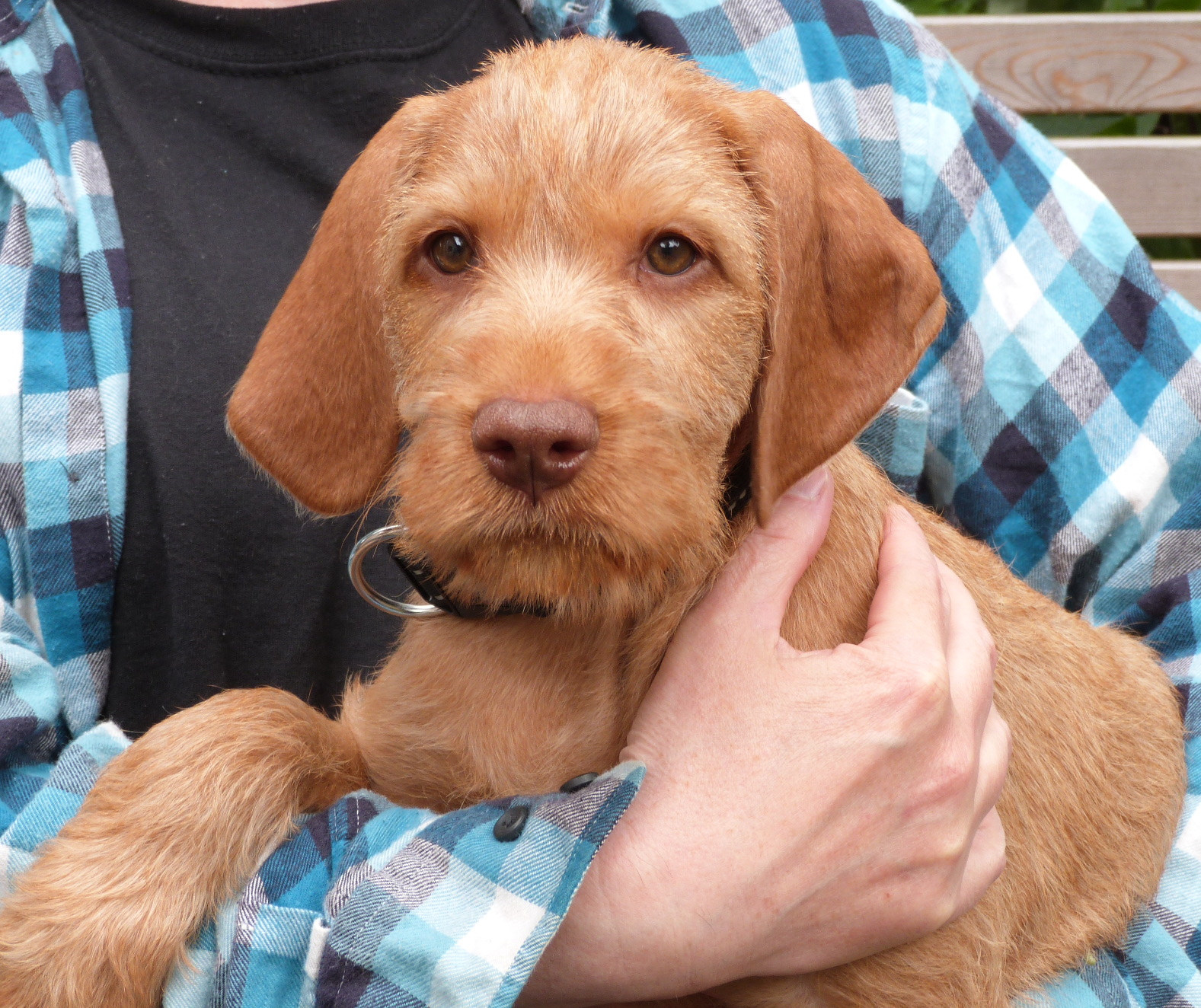 Vizsla Puppies For Sale Near Me