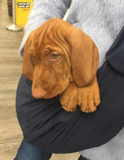 Vizsla Puppies For Sale Near Me