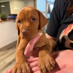 Vizsla Puppies For Sale Near Me