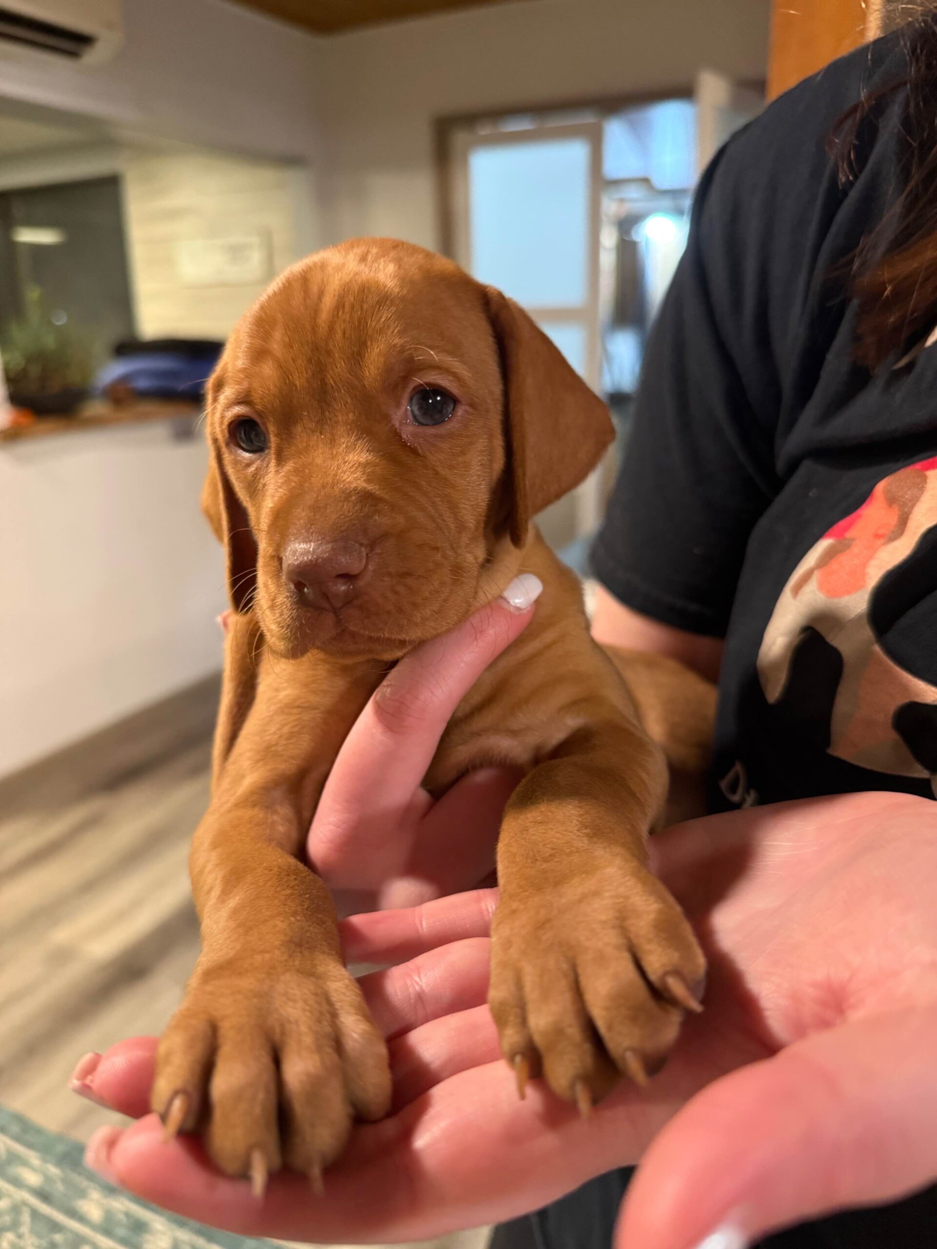 Vizsla Puppies For Sale Near Me