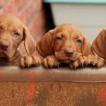 Vizsla Puppies For Sale USA
