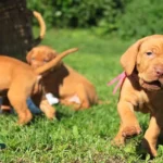 Vizsla For Sale Near Me 2
