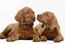 Vizsla Puppies For Sale USA