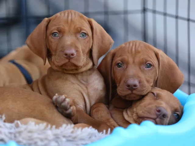 Vizsla Puppies For Sale USA